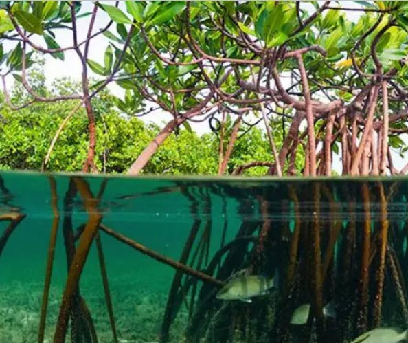 Why are Mangroves Important?